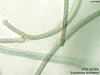 UTEX B 2349 Scytonema hofmanni | UTEX Culture Collection of Algae