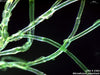UTEX LB 2363 Microdictyon japonicum | UTEX Culture Collection of Algae