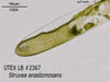 UTEX LB 2367 Struvea anastomosans | UTEX Culture Collection of Algae