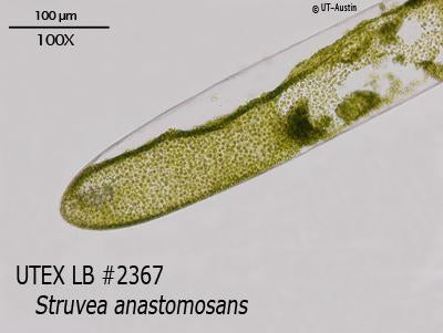 <strong>UTEX LB 2367</strong> <br><i>Struvea anastomosans</i>