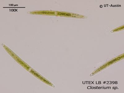UTEX LB 2398 Closterium sp. | UTEX Culture Collection of Algae