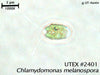 UTEX B 2401 Chlamydomonas melanospora | UTEX Culture Collection of Algae