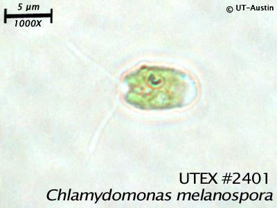 <strong>UTEX B 2401</strong> <br><i>Chlamydomonas melanospora</i>