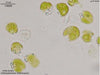 UTEX B 2402 Chlamydomonas melanospora | UTEX Culture Collection of Algae