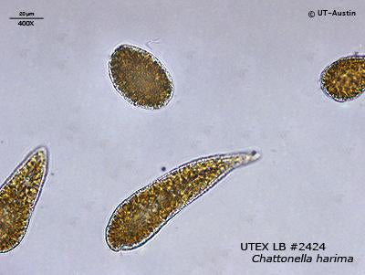 UTEX LB 2424 Chattonella harima | UTEX Culture Collection of Algae