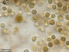 UTEX LB 2427 Rhodella violacea | UTEX Culture Collection of Algae