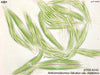 UTEX 242 Ankistrodesmus falcatus var. stipitatus | UTEX Culture Collection of Algae