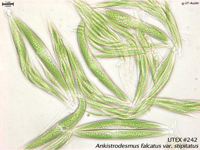 <strong>UTEX 242</strong> <br><i>Ankistrodesmus falcatus var. stipitatus</i>