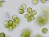 UTEX B 2441 Botryococcus braunii | UTEX Culture Collection of Algae