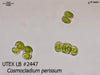 UTEX LB 2447 Cosmocladium perissum | UTEX Culture Collection of Algae