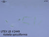 UTEX LB 2449 Koliella spiculiformis | UTEX Culture Collection of Algae