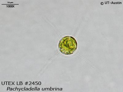 UTEX LB 2450 Pachycladella umbrina | UTEX Culture Collection of Algae