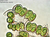 UTEX LB 2451 Scenedesmus hystrix | UTEX Culture Collection of Algae