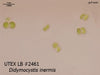 UTEX LB 2461 Didymocystis inermis | UTEX Culture Collection of Algae