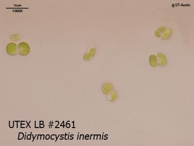 UTEX LB 2461 Didymocystis inermis | UTEX Culture Collection of Algae