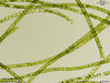 UTEX LB 2463 Spirogyra communis | UTEX Culture Collection of Algae