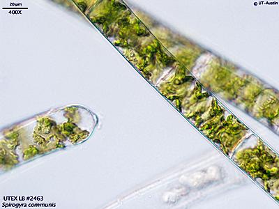 UTEX LB 2463 Spirogyra communis | UTEX Culture Collection of