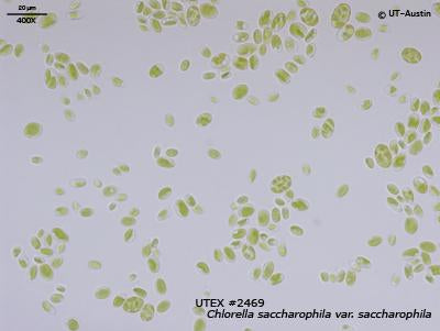 <strong>UTEX B 2469</strong> <br><i>Chlorella saccharophila var. saccharophila</i>