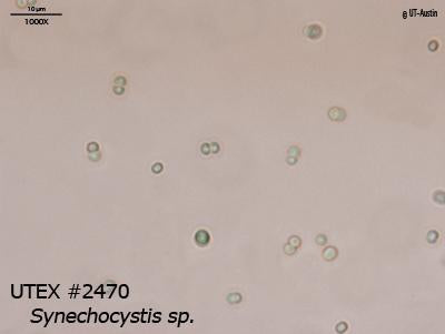 <strong>UTEX B 2470</strong> <br><i>Synechocystis sp.</i>