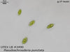 UTEX LB 2490 Pseudoschroederia punctata | UTEX Culture Collection of Algae