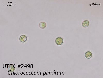 UTEX 2498 Chlorococcum pamirum | UTEX Culture Collection of Algae