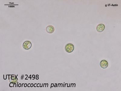 <strong>UTEX 2498</strong> <br><i>Chlorococcum pamirum</i>