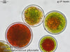 UTEX 2505 Haematococcus pluvialis | UTEX Culture Collection of Algae