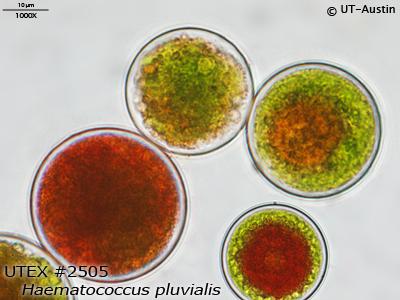<strong>UTEX 2505</strong> <br><i>Haematococcus pluvialis</i>