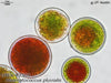 Earthbound UTEX 2505 Haematococcus pluvialis | UTEX Culture Collection of Algae