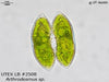 UTEX LB 2508 Arthrodesmus sp. | UTEX Culture Collection of Algae