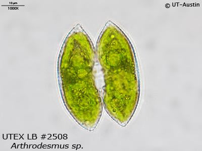 <strong>UTEX LB 2508</strong> <br><i>Arthrodesmus sp.</i>