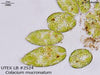 UTEX LB 2524 Colacium mucronatum | UTEX Culture Collection of Algae