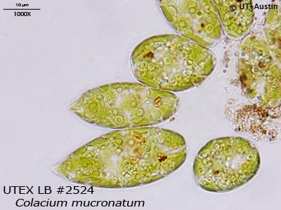 <strong>UTEX LB 2524</strong> <br><i>Colacium mucronatum</i>