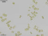 UTEX 2532 Scenedesmus subspicatus | UTEX Culture Collection of Algae