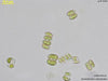 UTEX 2532 Scenedesmus subspicatus | UTEX Culture Collection of Algae