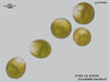 UTEX LB 2538 Dunaliella bardawil | UTEX Culture Collection of Algae