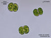 UTEX LB 2543 Cosmarium sp. | UTEX Culture Collection of Algae