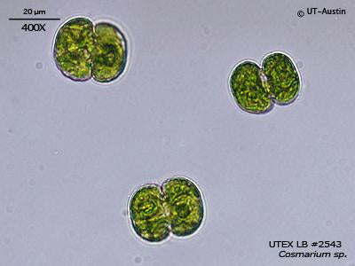 <strong>UTEX LB 2543</strong> <br><i>Cosmarium sp.</i>