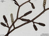 UTEX LB 2553 Bostrychia bispora | UTEX Culture Collection of Algae