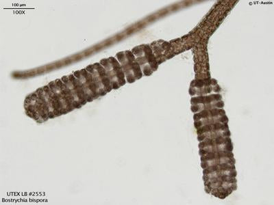 <strong>UTEX LB 2553</strong> <br><i>Bostrychia bispora</i>