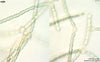 UTEX LB 2558 Anabaena flos-aquae | UTEX Culture Collection of Algae