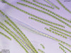 UTEX LB 2561 Hormidium sp. | UTEX Culture Collection of Algae