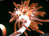 UTEX LB 2566 Pterocladia capillacea | UTEX Culture Collection of Algae