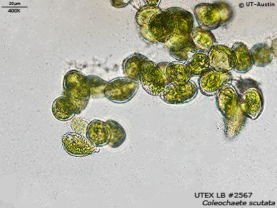 UTEX LB 2567 Coleochaete scutata | UTEX Culture Collection of Algae