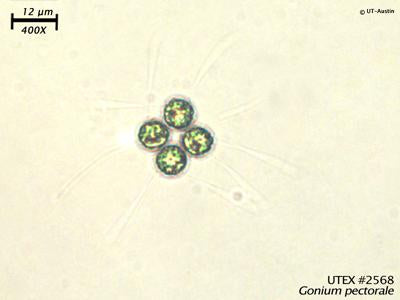 <strong>UTEX LB 2568</strong> <br><i>Gonium pectorale</i>