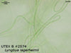 UTEX B 2574 Lyngbya lagerheimii | UTEX Culture Collection of Algae