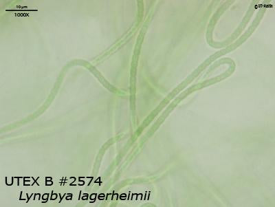 <strong>UTEX B 2574</strong> <br><i>Lyngbya lagerheimii</i>