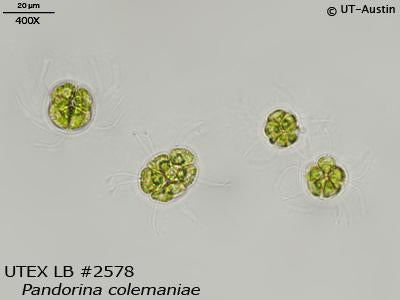 <strong>UTEX LB 2578</strong> <br><i>Pandorina colemaniae</i>