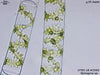 UTEX LB 2583 Spirogyra sp. | UTEX Culture Collection of Algae
