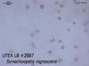 UTEX LB 2587 Synechocystis nigrescens | UTEX Culture Collection of Algae